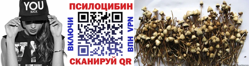 darknet как зайти  Калачинск  Галлюциногенные грибы Psilocybe 